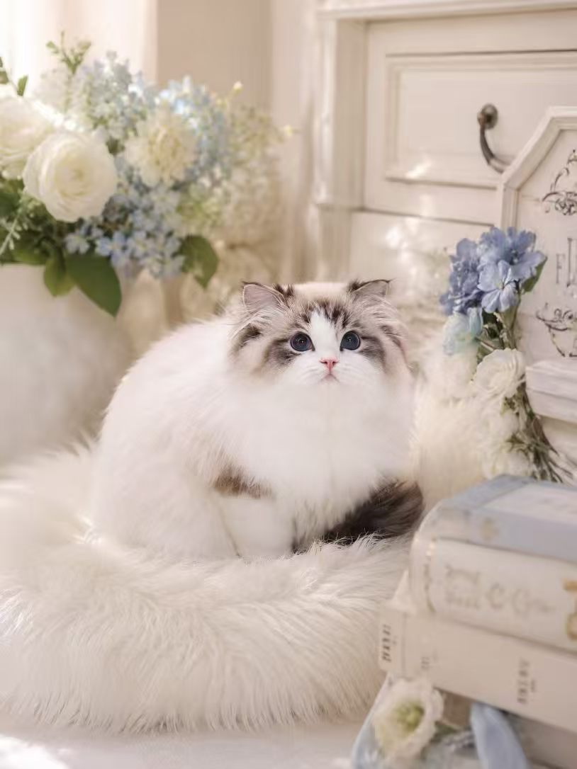 iMeowu ペッツ