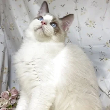 猫の写真