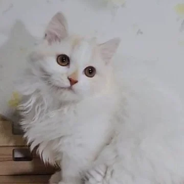 猫の写真